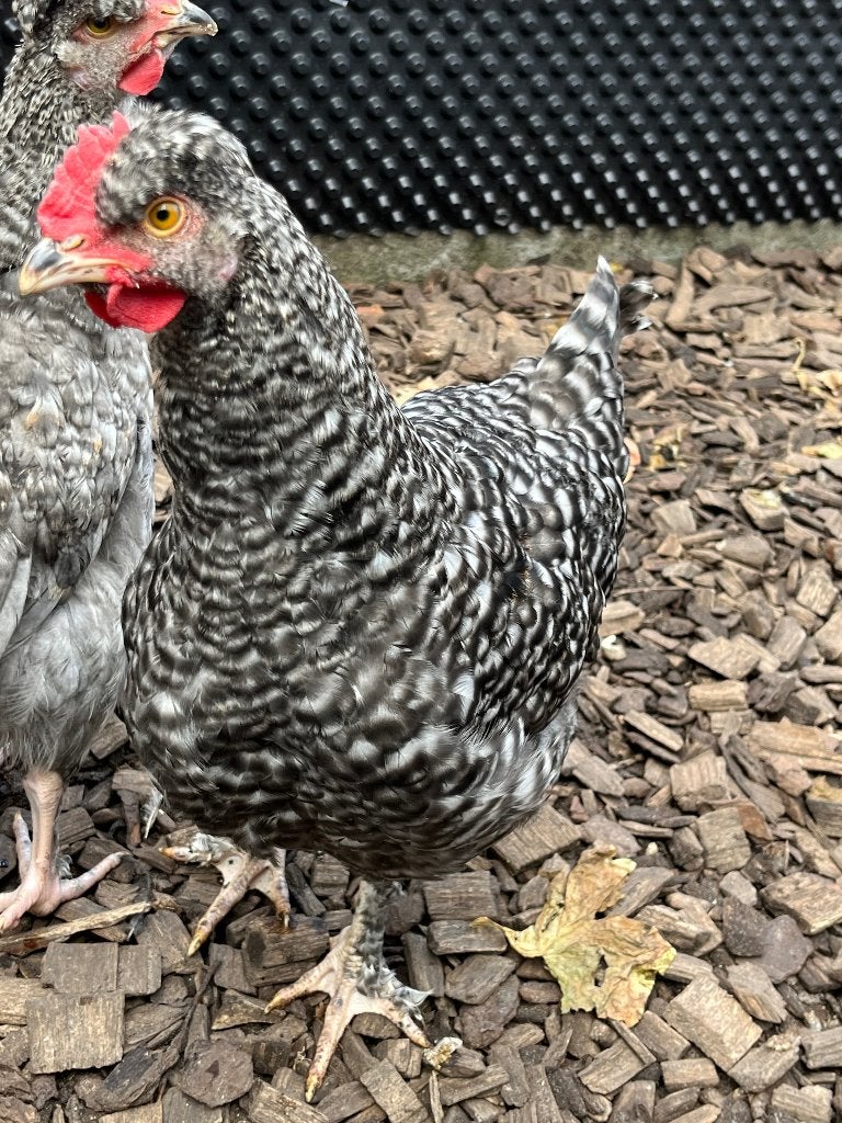 Jong haantje kruising Mechelse koekoek, Mannelijk, Kip