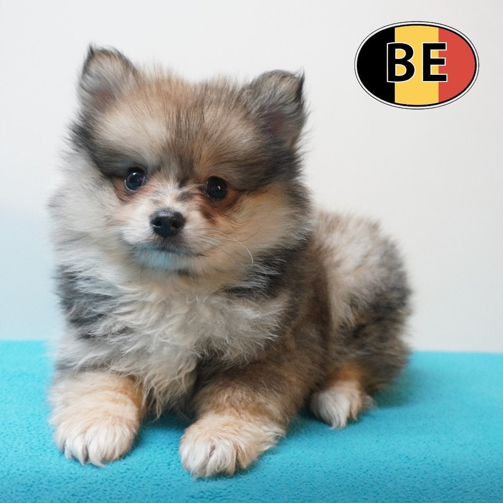 Kleine Kees - Belgische pups te koop, Dieren en Toebehoren, Parvo, België, 8 tot 15 weken, Meerdere