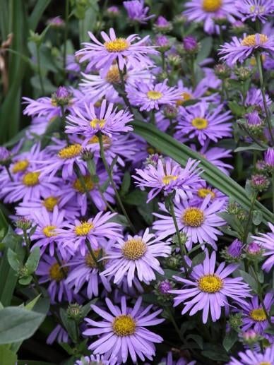 Aster Anton Kippenberg, Tuin en Terras, Ophalen