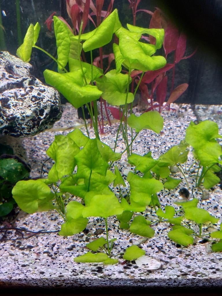 Diverse aquaeium planten, Dieren en Toebehoren