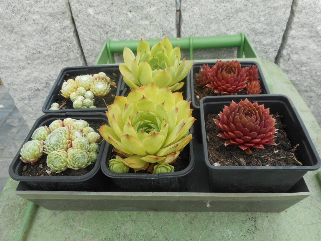Planten, Tuin en Terras, Planten | Tuinplanten, Overige soorten, Volle zon, Vaste plant, Ophalen of Verzenden