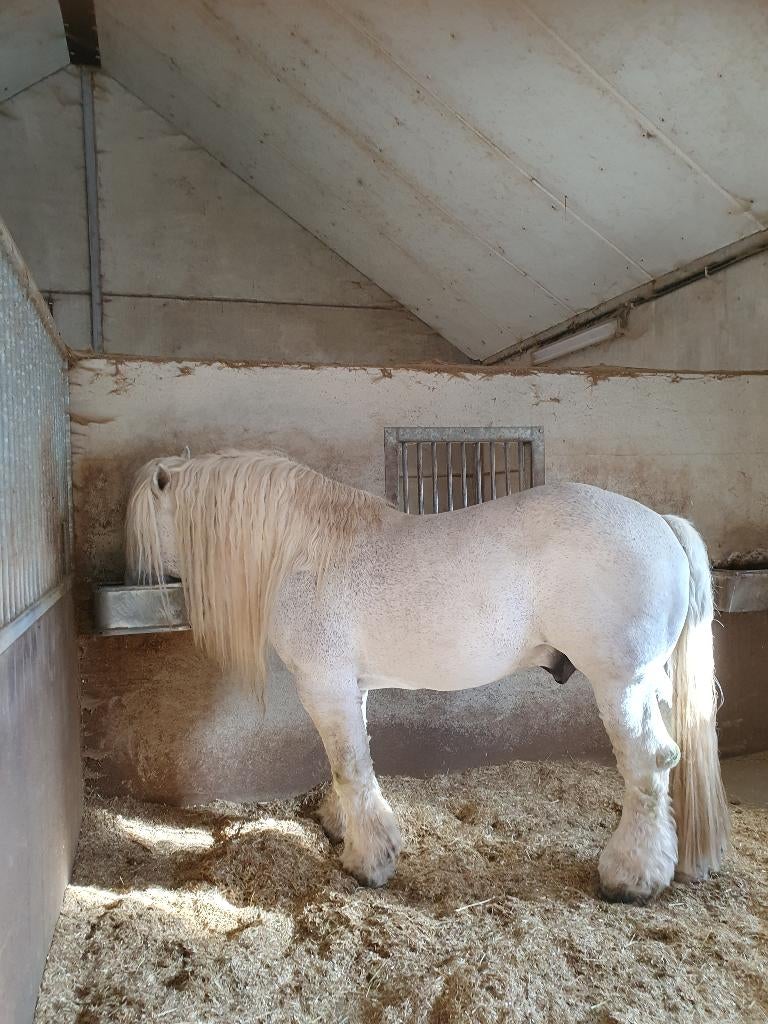 ter dekking trekpaard percheron, Ophalen, Nieuw