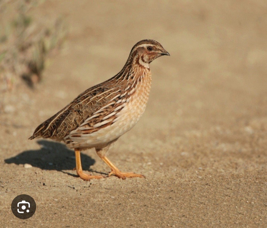 europese kwartels, Dieren en Toebehoren, Vogels | Overige Vogels, Geringd