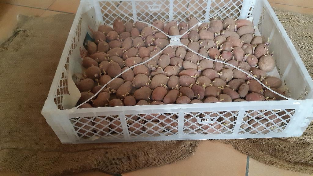 Pootaardappelen te koop, Zakelijke goederen, Ophalen