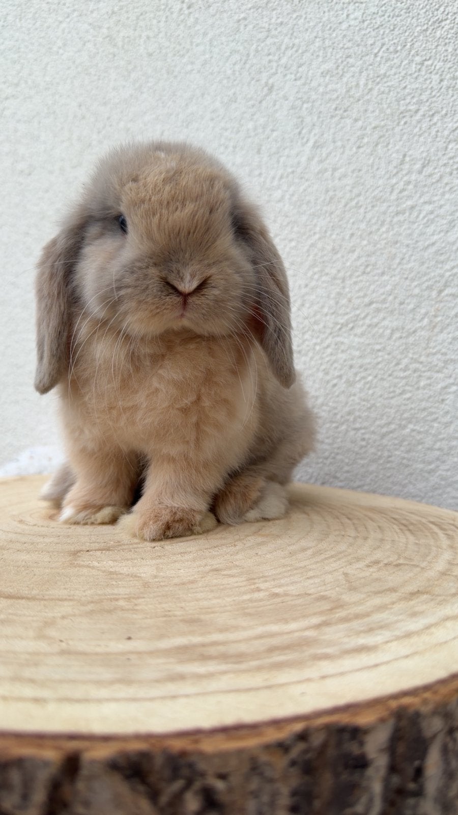 Minilop ram, Dieren en Toebehoren, Mannelijk, Dwerg, Hangoor, 0 tot 2 jaar