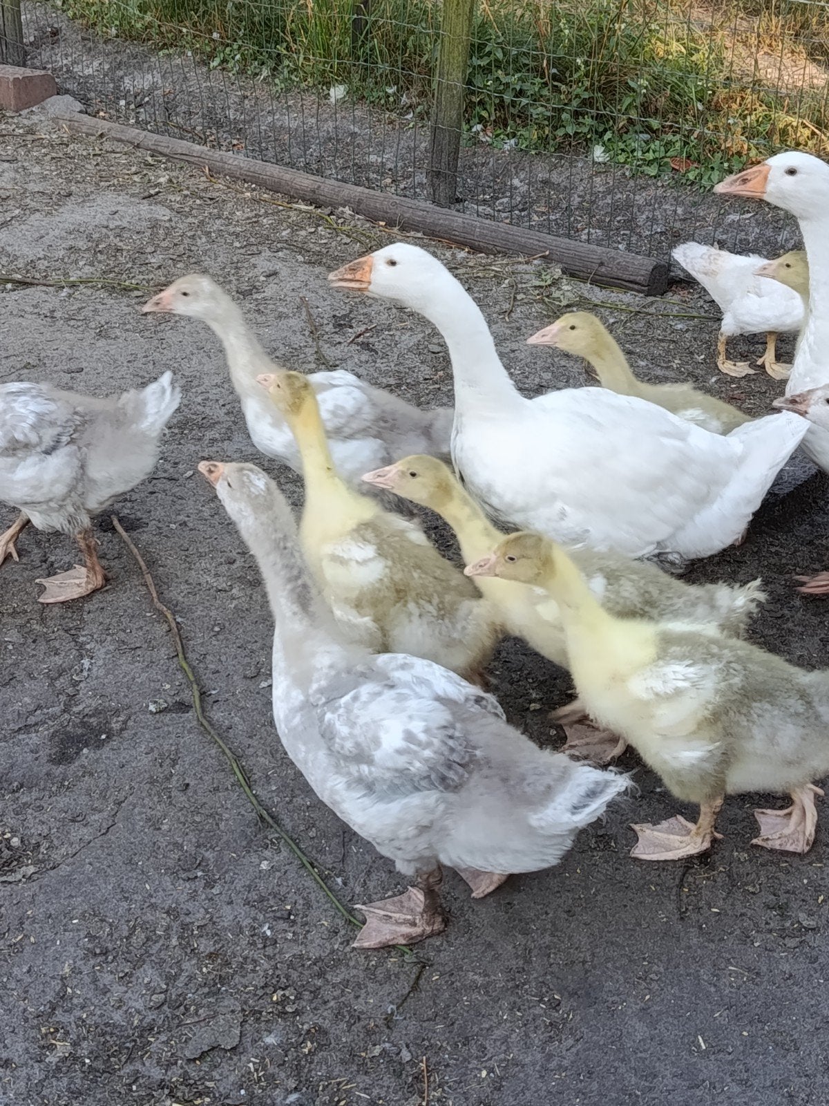 Jonge ganzen - kuikens, Geslacht onbekend, Gans of Zwaan