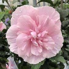 Hibiscus Chiffon in kleuren, Tuin en Terras, Planten | Bomen, Halfschaduw, Zomer, Ophalen