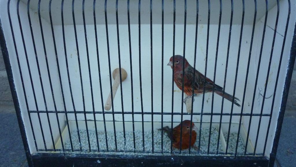Zwart rode (bronzen) kanaries, Animaux & Accessoires, Oiseaux | Canaris