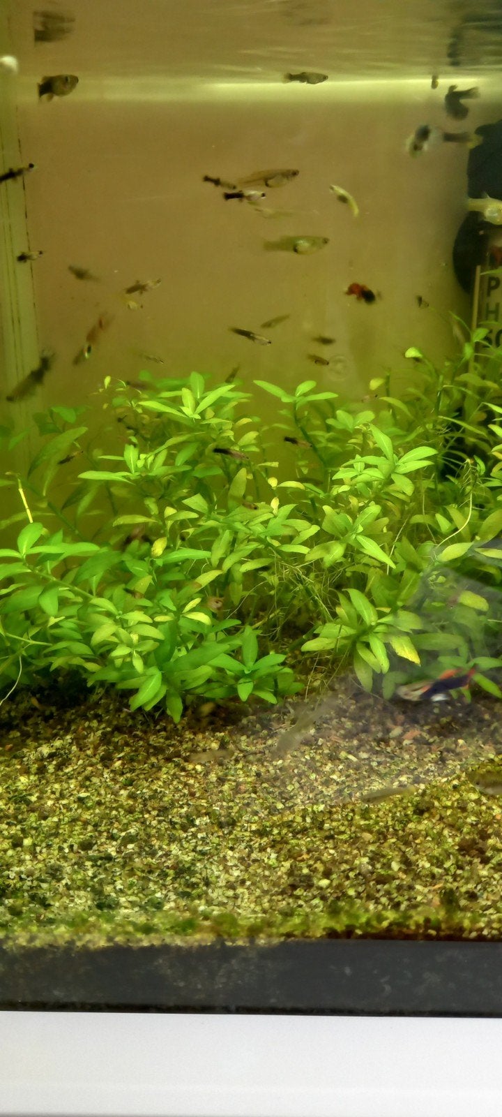 Endler guppy's