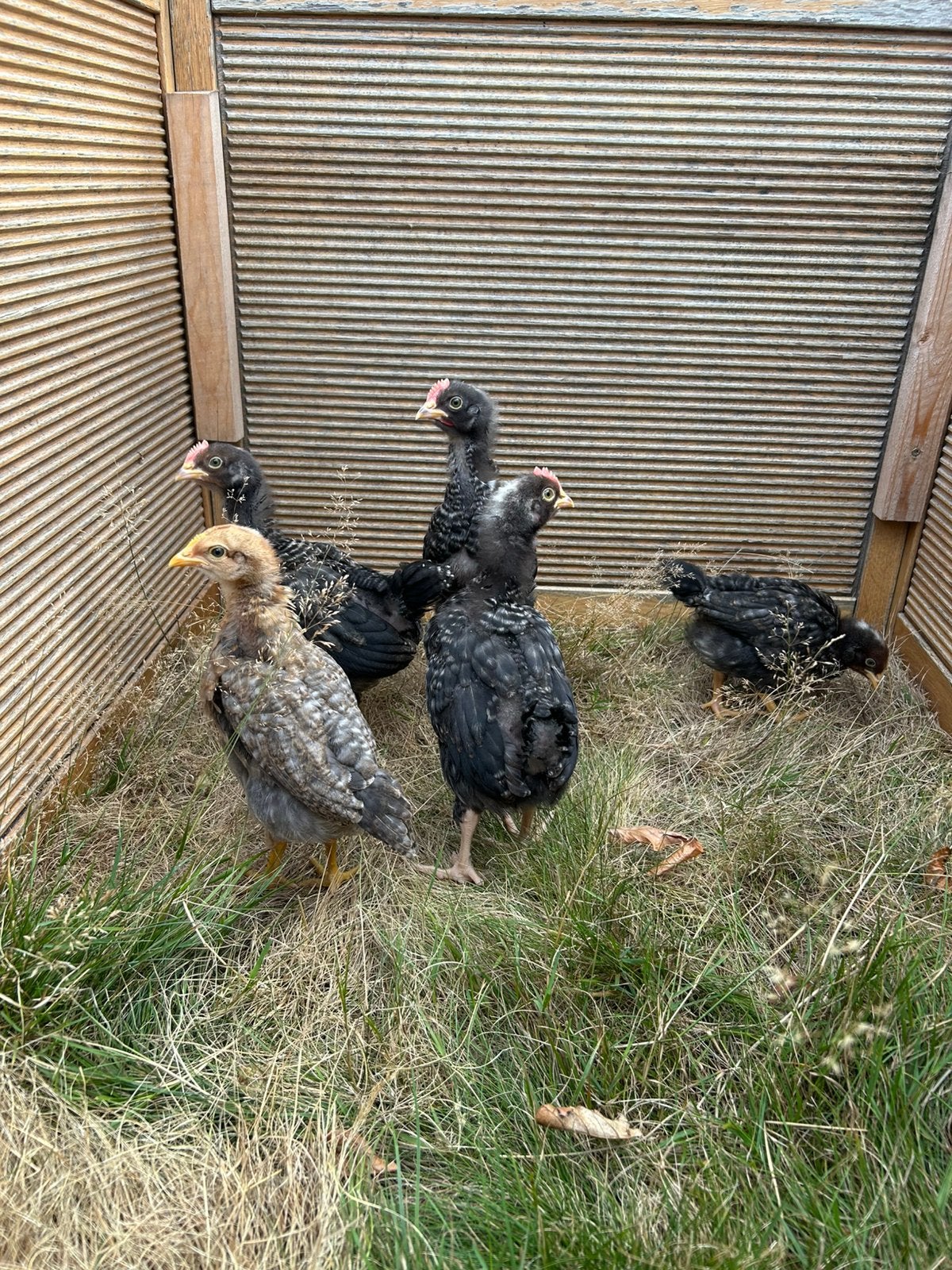 Kuikens Bielefelder x orpington kruising, Plusieurs animaux, Poule ou poulet