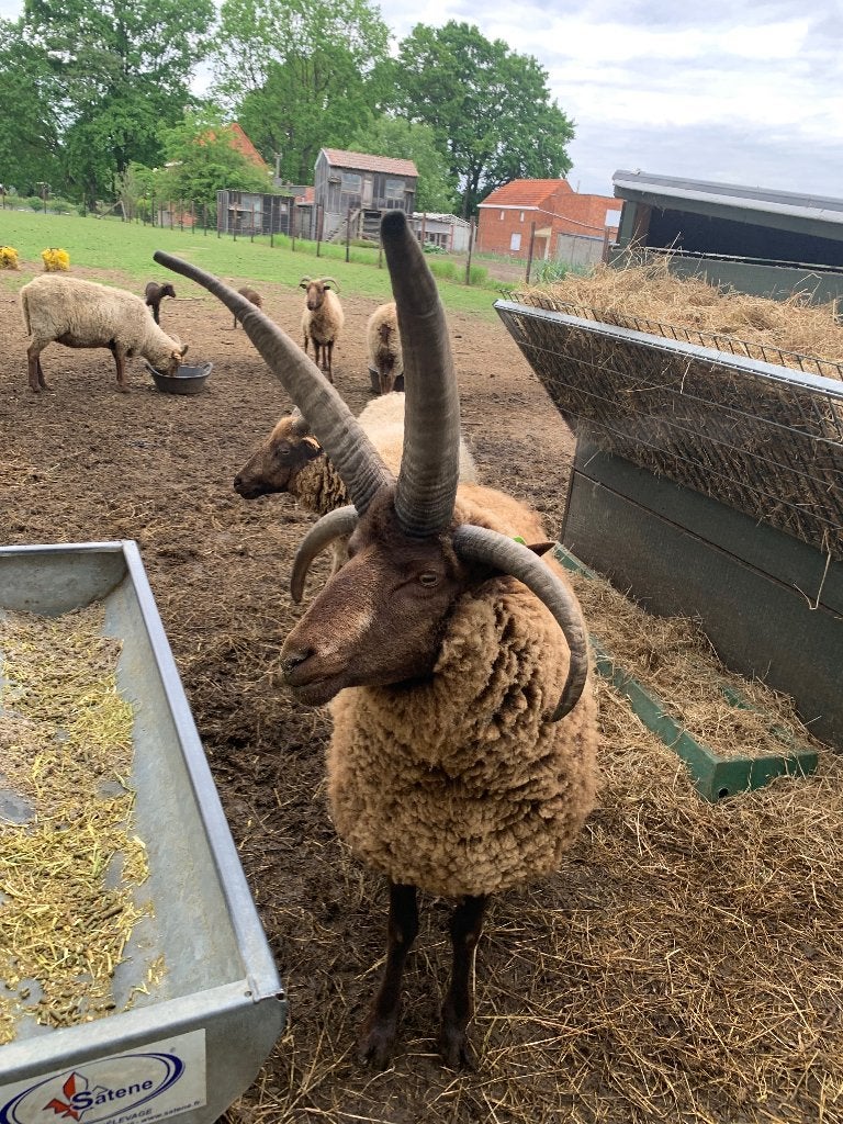 Manx Loaghtan lammeren - Schapen, Dieren en Toebehoren, Meerdere dieren, Schaap, 0 tot 2 jaar