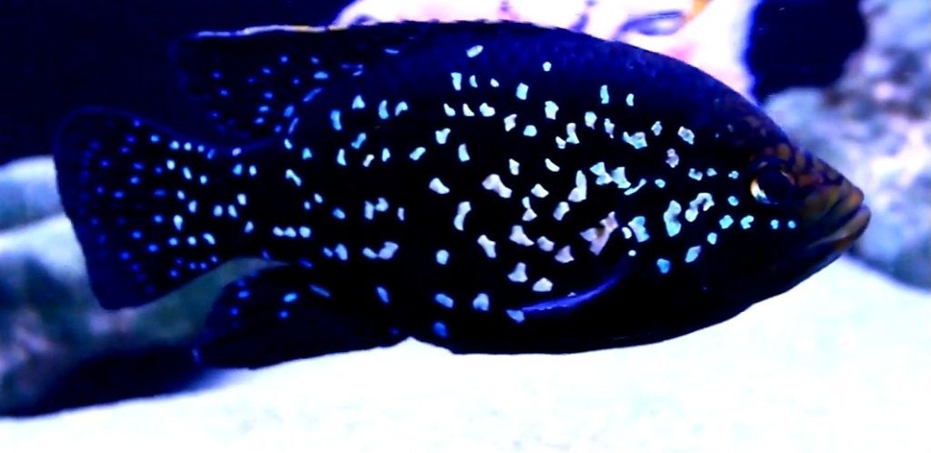 Schitterende Black Diamond groep, Dieren en Toebehoren, Vis, Zoetwatervis