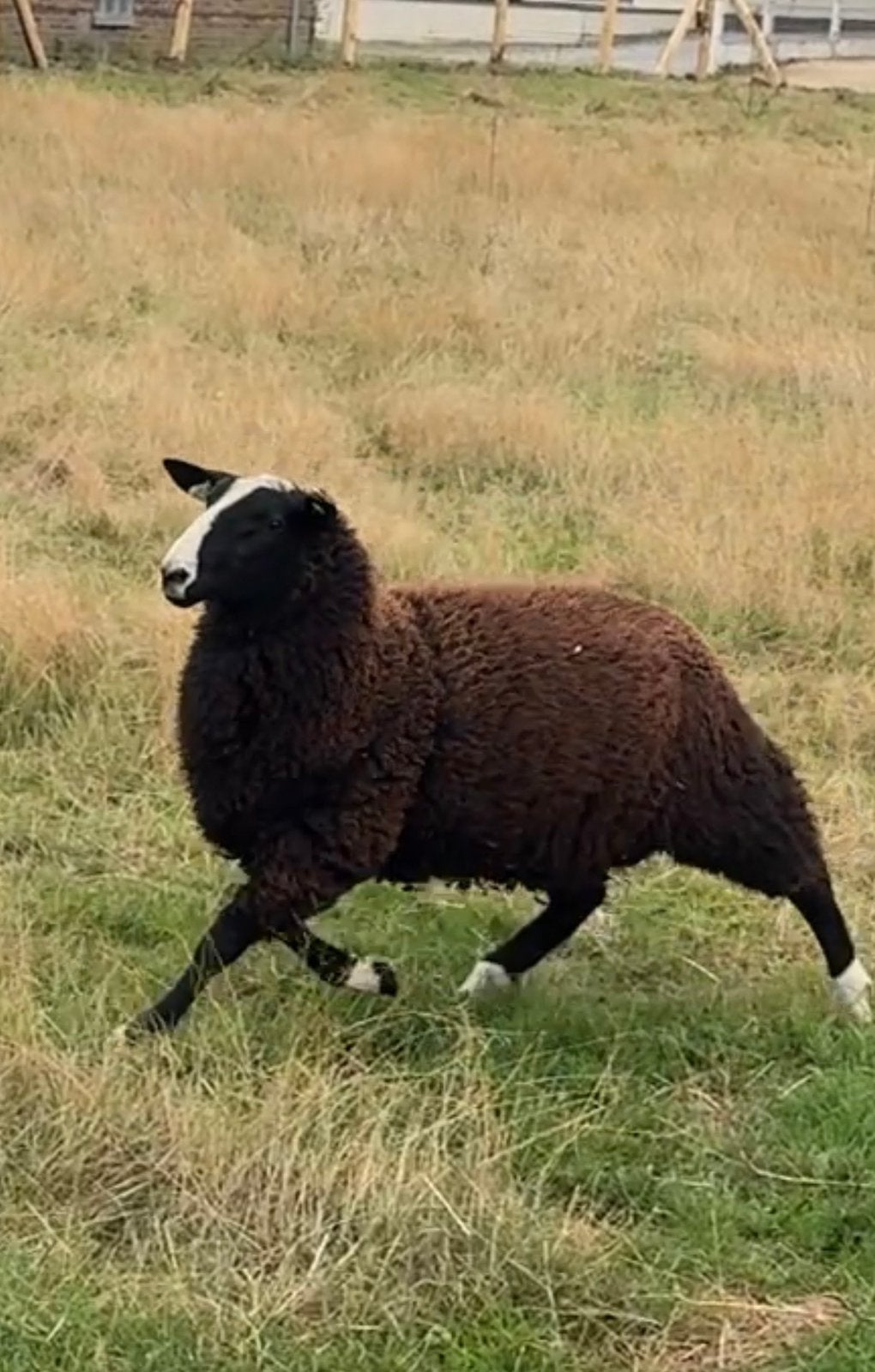 Ram Lammers, Dieren en Toebehoren, Mannelijk, Schaap