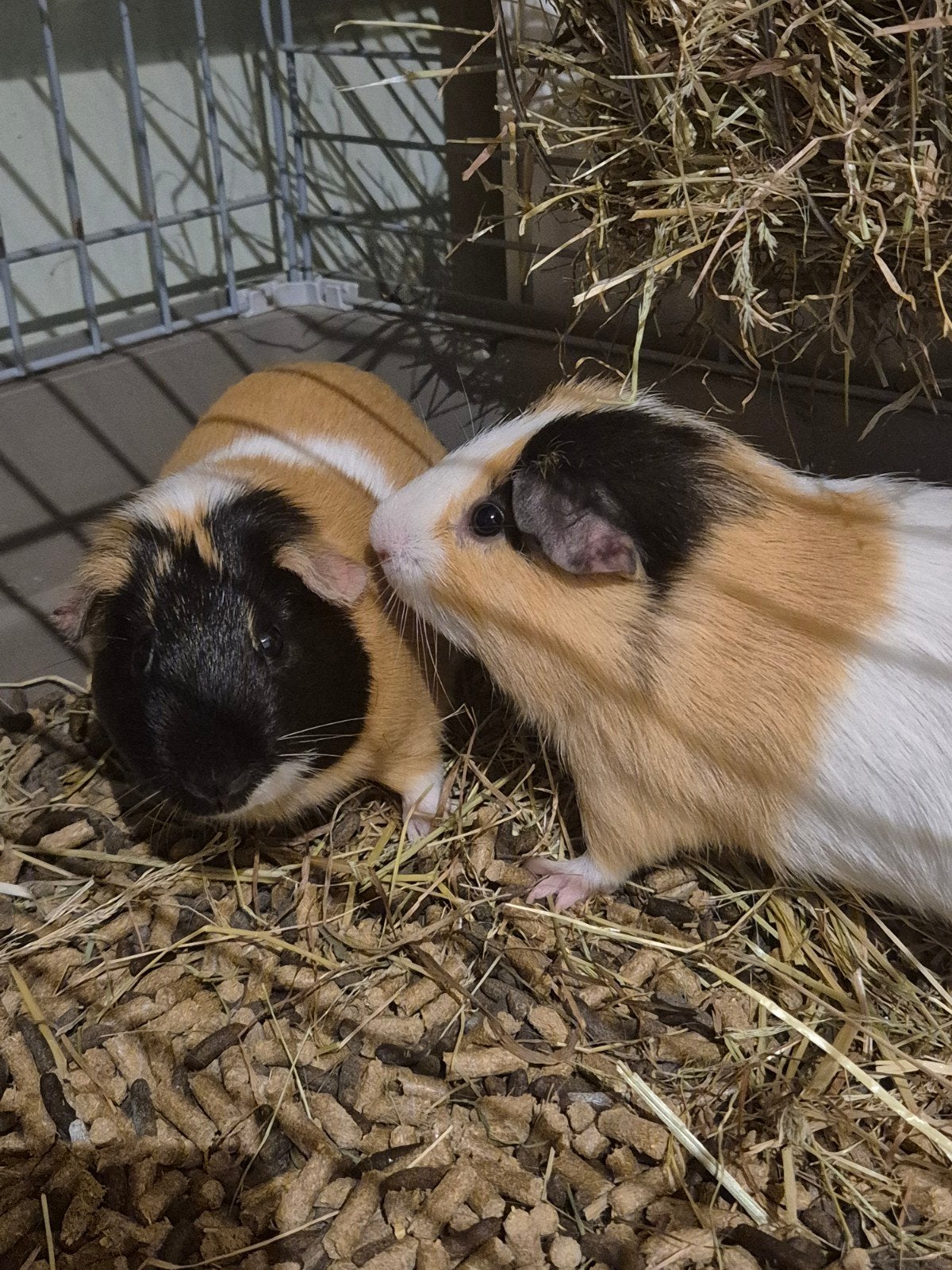 2 cavia 's mannetjes, Animaux & Accessoires, Rongeurs, Octobre, Cobaye, Domestique