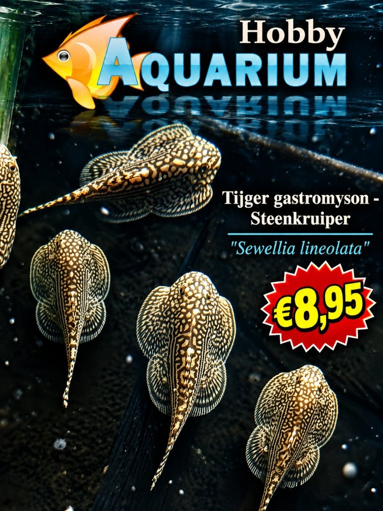 Tijger gastromyson - Steenkruiper - Sewellia lineolata, Vis, Zoetwatervis, Schoolvis