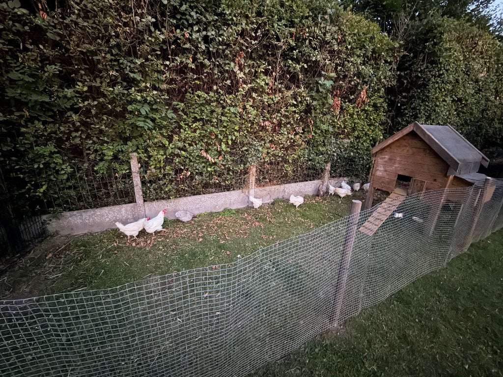 Witte Kippen 1.5 oud, Vrouwelijk, Kip
