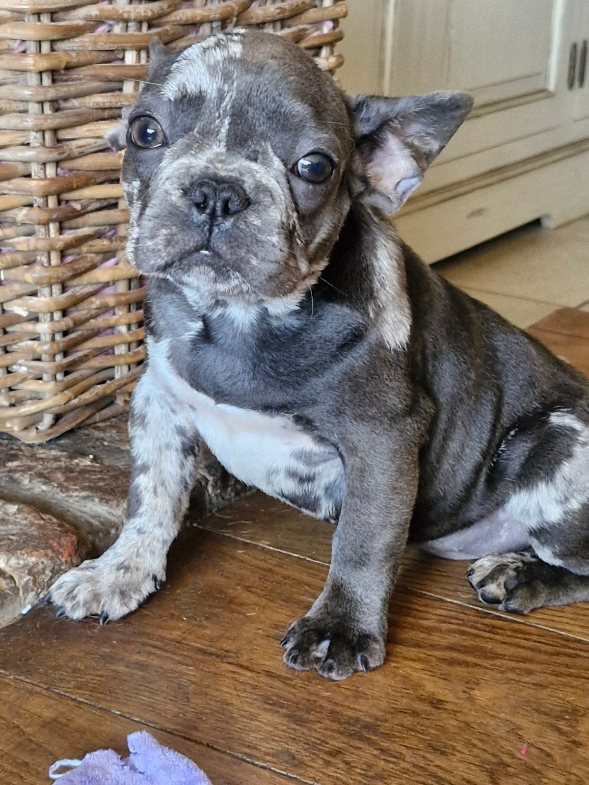 Garçon bouledogue français, Animaux & Accessoires, Chiens | Bouledogues, Pinschers & Molossoïdes, Chien (mâle), Bouledogue, Éleveur | Loisir