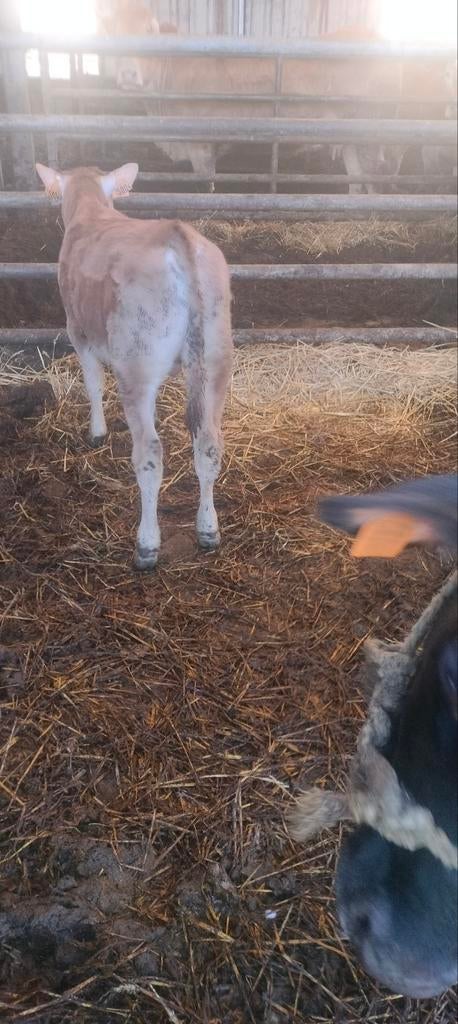 Jersey koe met blond stieren kalf 6weken oud.9112 Sinaai
