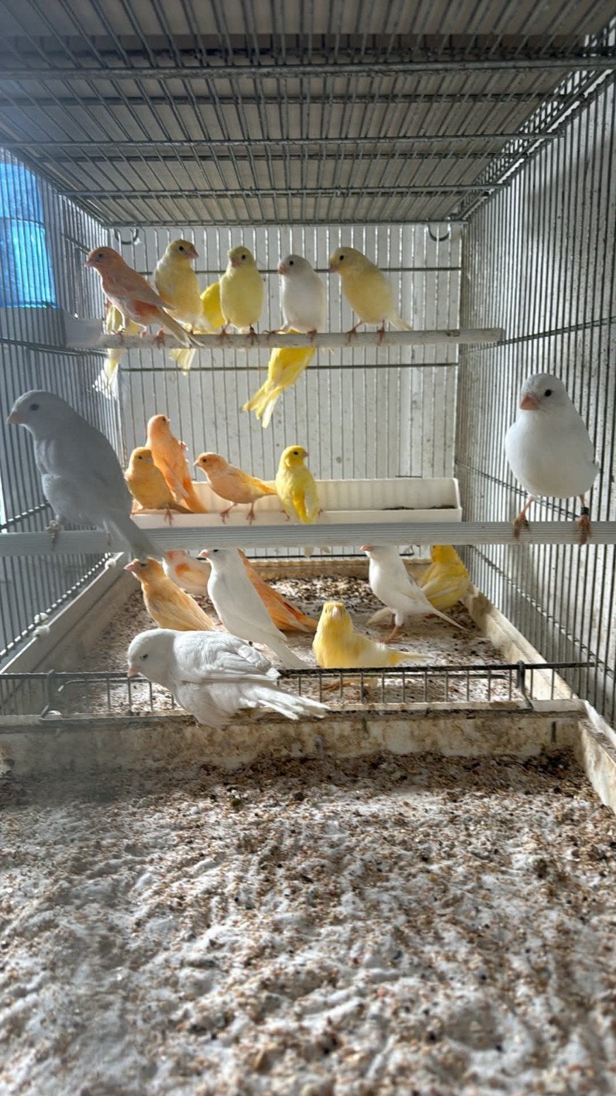 Jonge kanarie vogels - Mix Kleuren, Dieren en Toebehoren