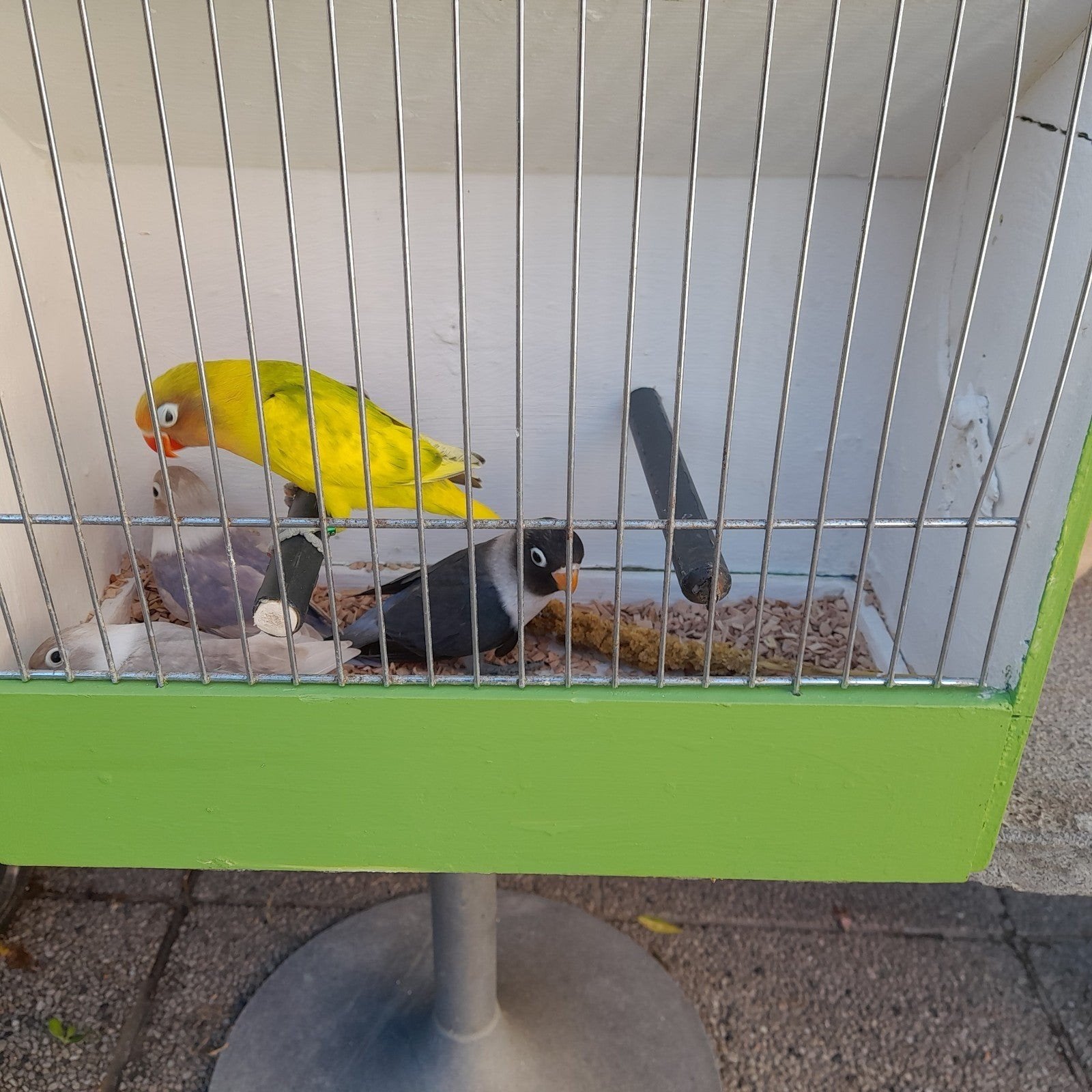 vogels