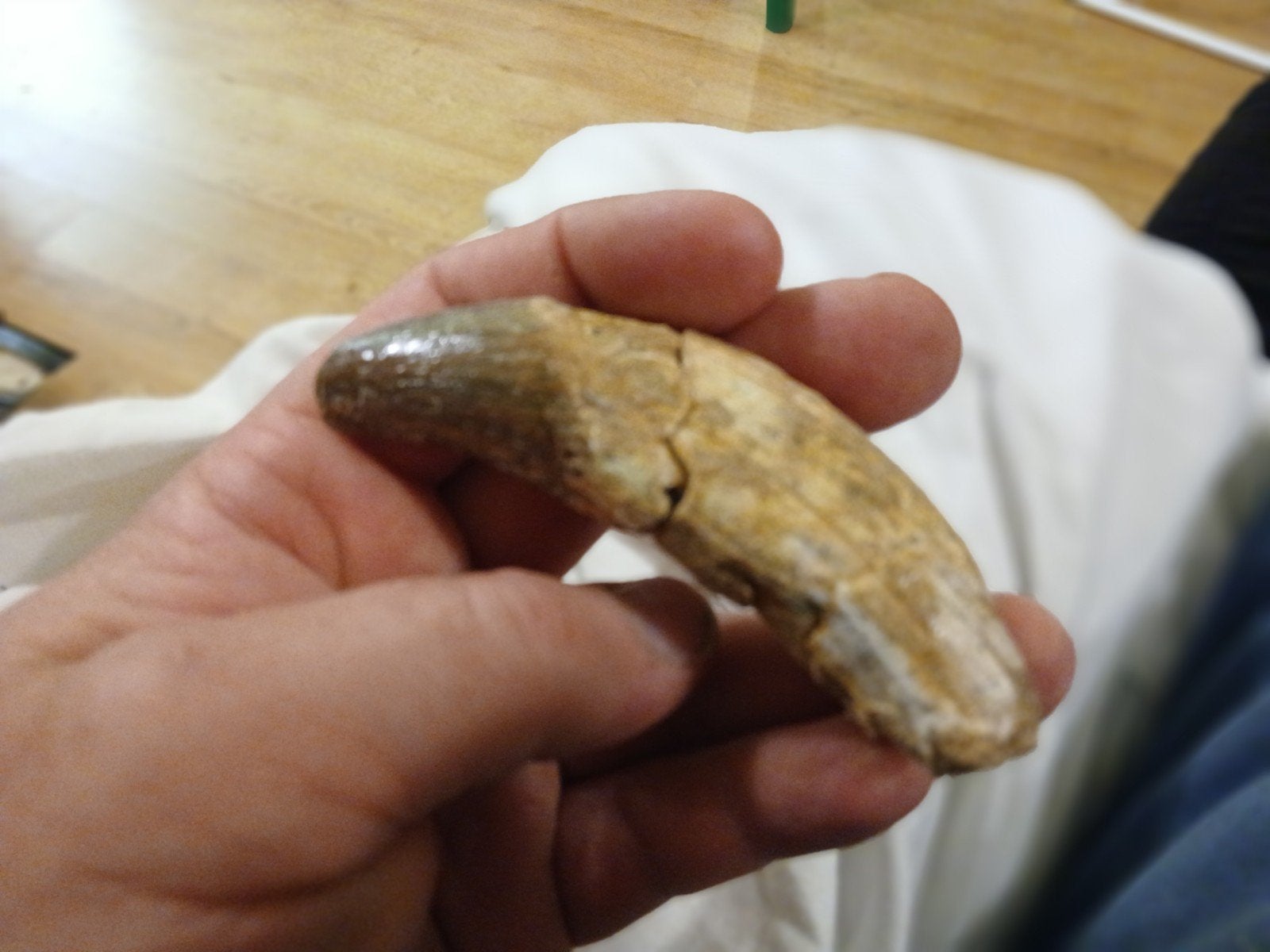 basilosaurus tand, in prijs lager!, Ophalen of Verzenden