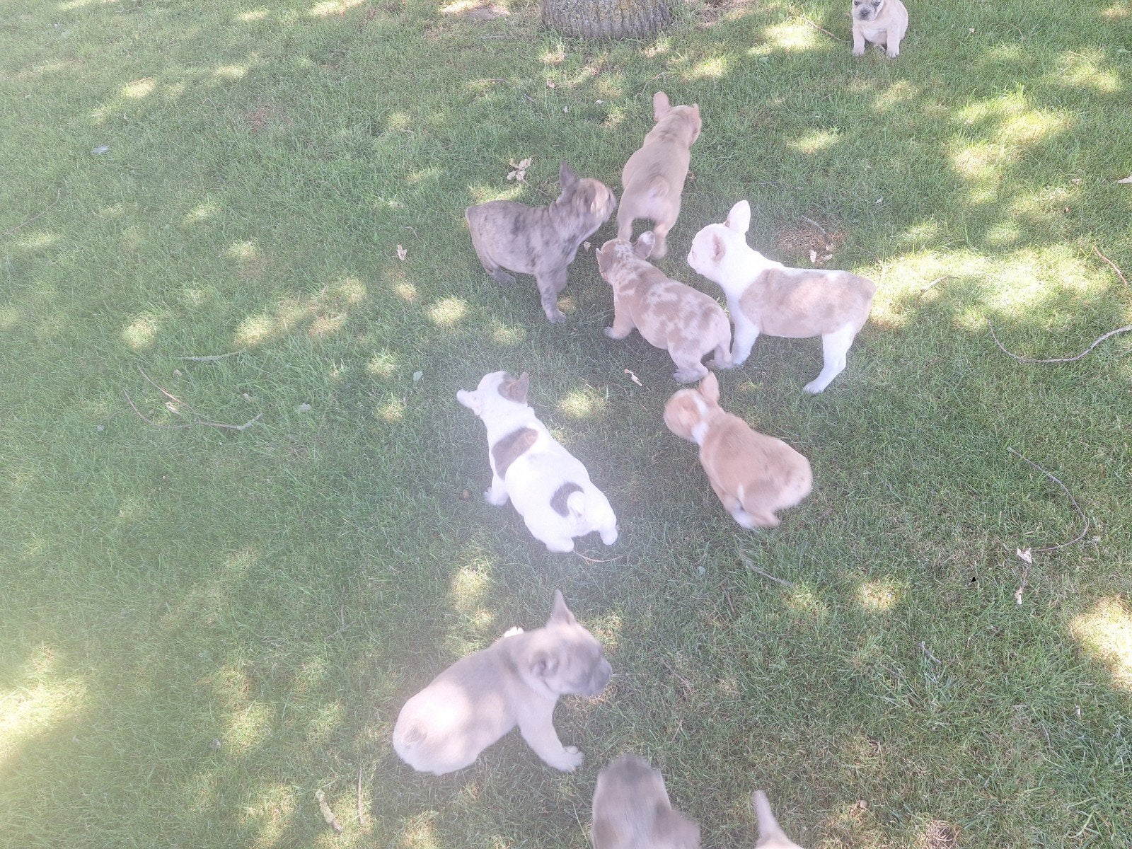 Franse bulldog puppy's, Dieren en Toebehoren, Parvo, België, 8 tot 15 weken, Bulldog