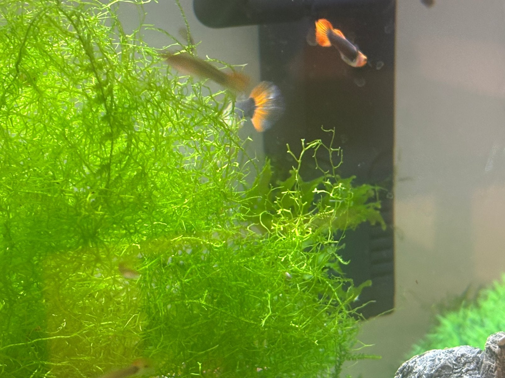 Red Cap Brazilian Guppy, Dieren en Toebehoren, Vis, Zoetwatervis, Schoolvis