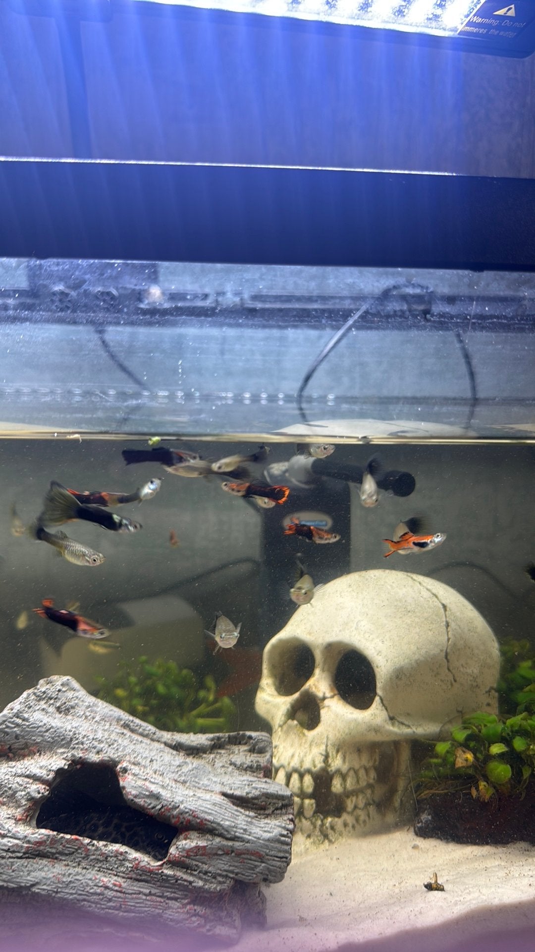 Guppy, Dieren en Toebehoren, Vis, Zoetwatervis