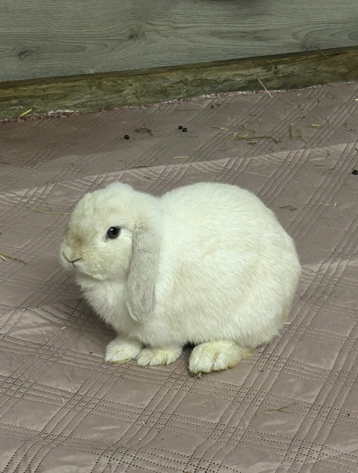 Recherche de saillie, Animaux & Accessoires, Enlèvement