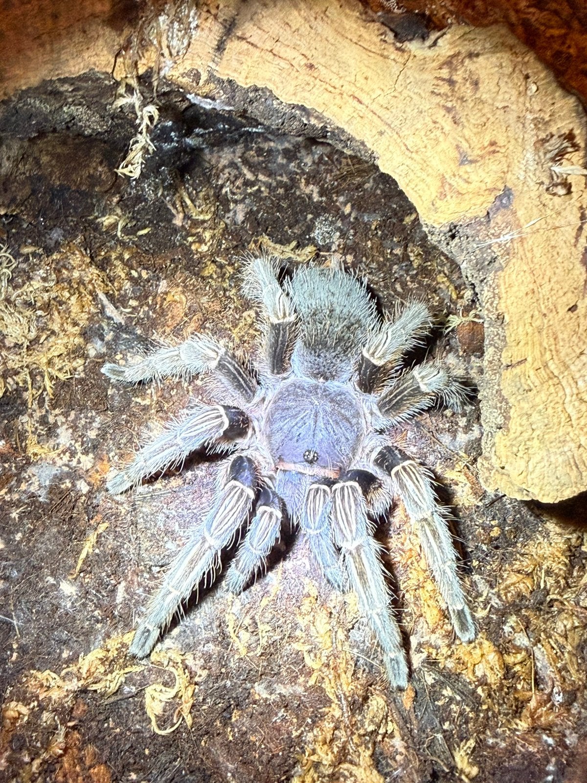 De zebravogelspin (Aphonopelma seemanni) te koop !!!, Dieren en Toebehoren, Insecten en Spinnen, Spin of Schorpioen