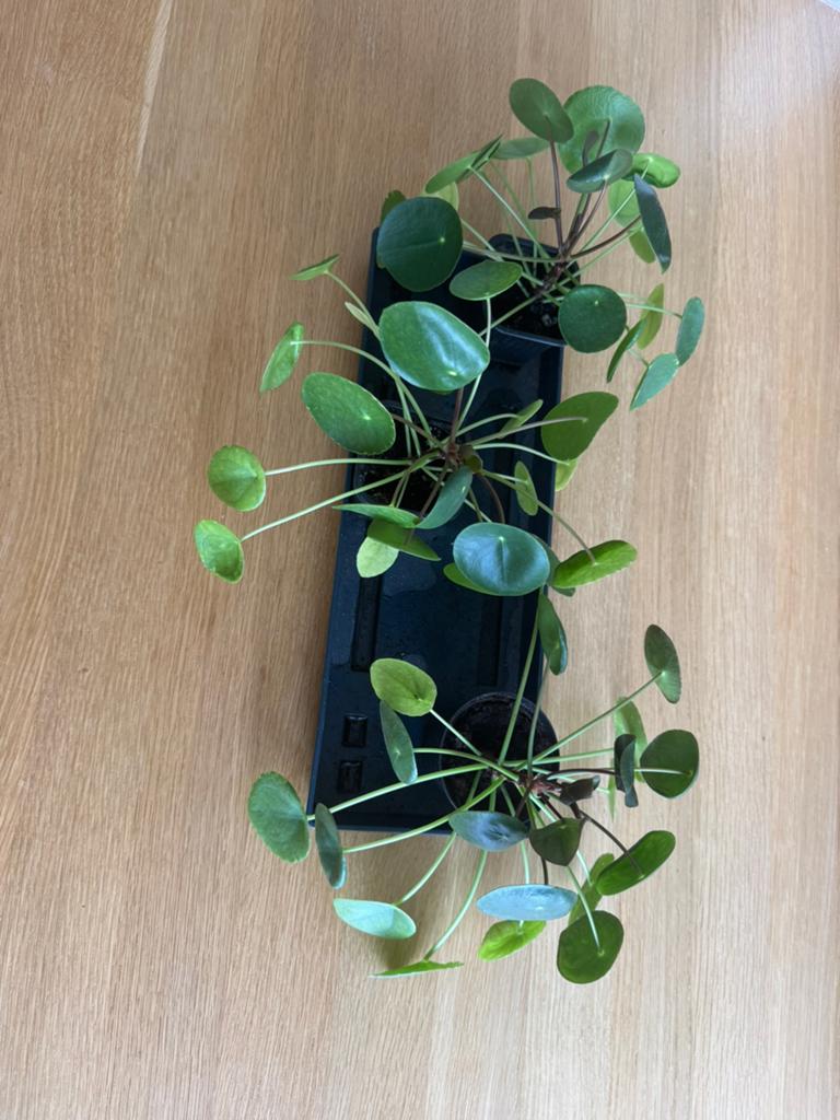 Pilias kamerplanten - 5€/plant, Ophalen