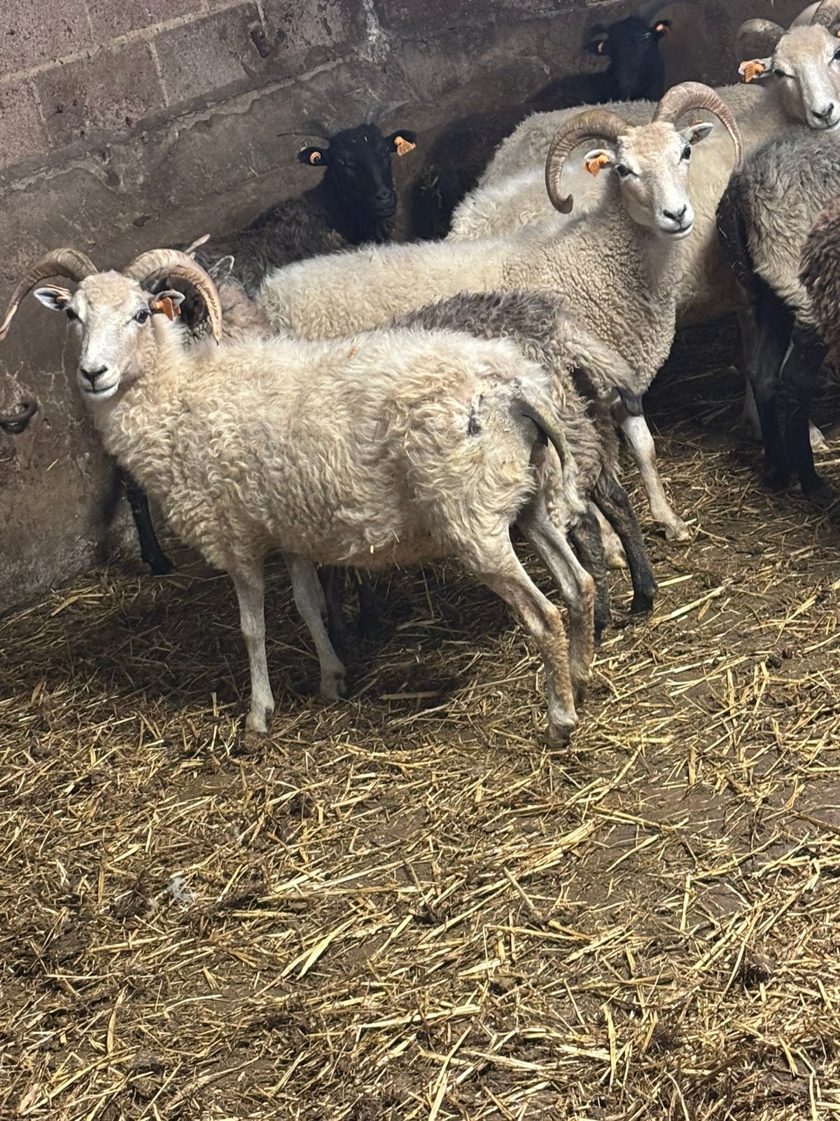 Schapen te koop, Animaux & Accessoires, Femelle, Mouton, 0 à 2 ans