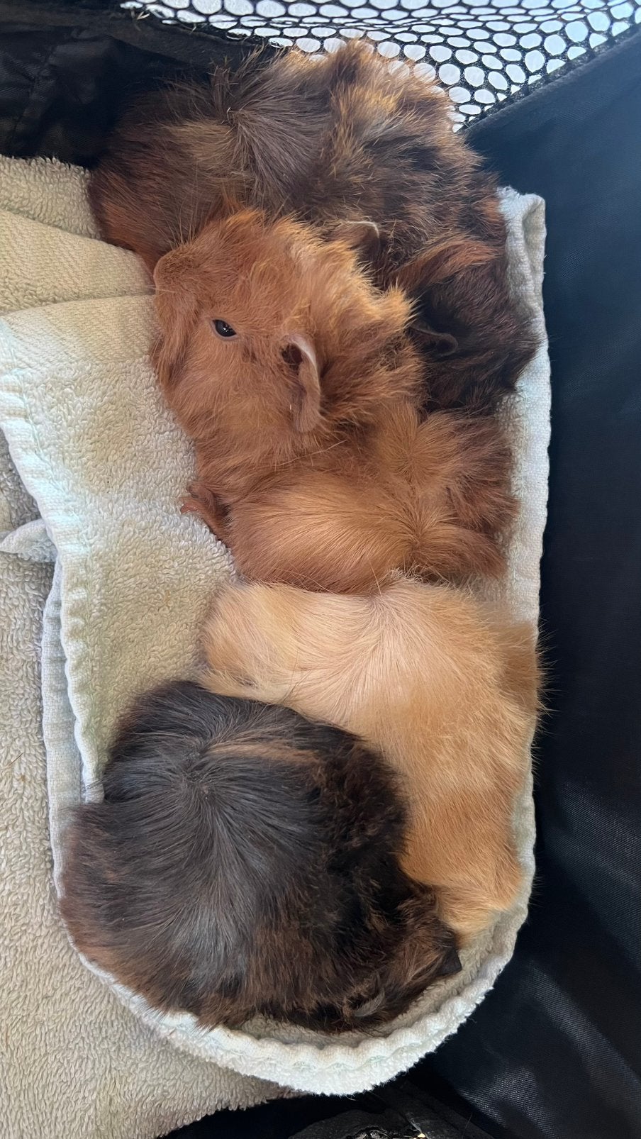 4 Cavia beertjes, Juillet, Mâle, Cobaye