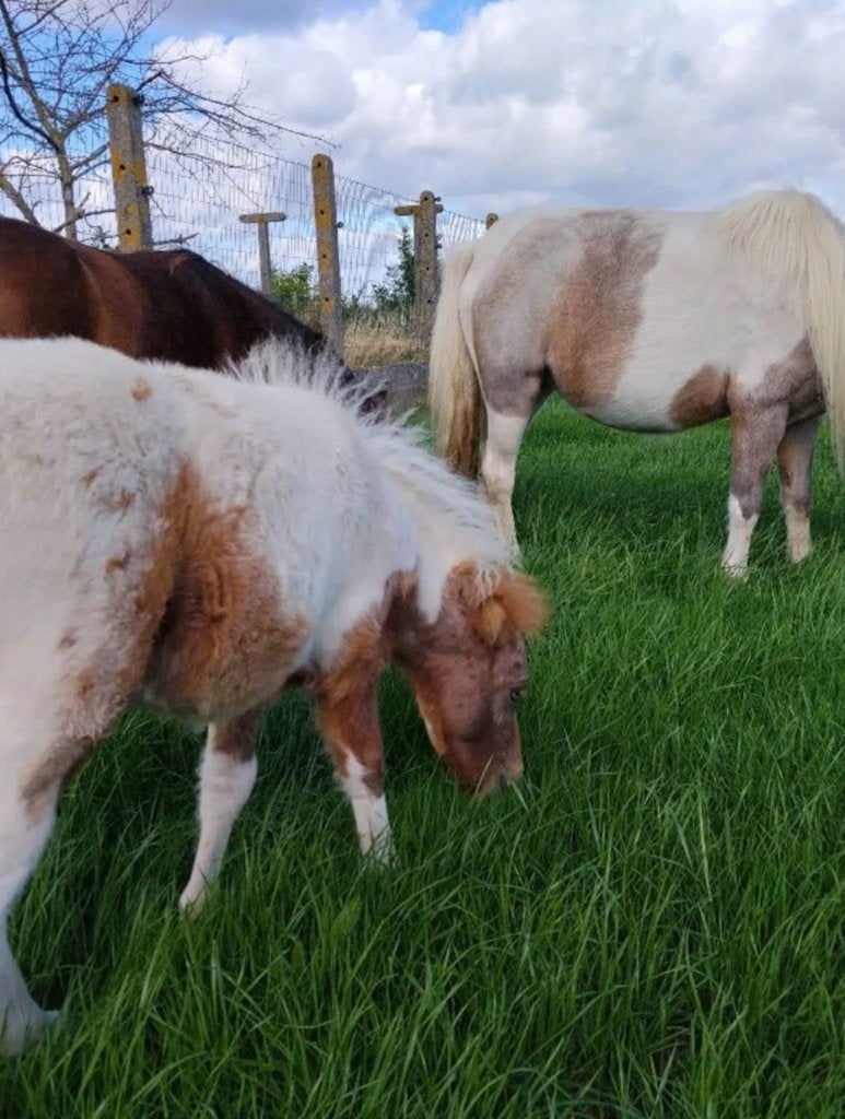 Heel brave merrie met SUPER tam veulen, Dieren en Toebehoren, Merrie, Gechipt