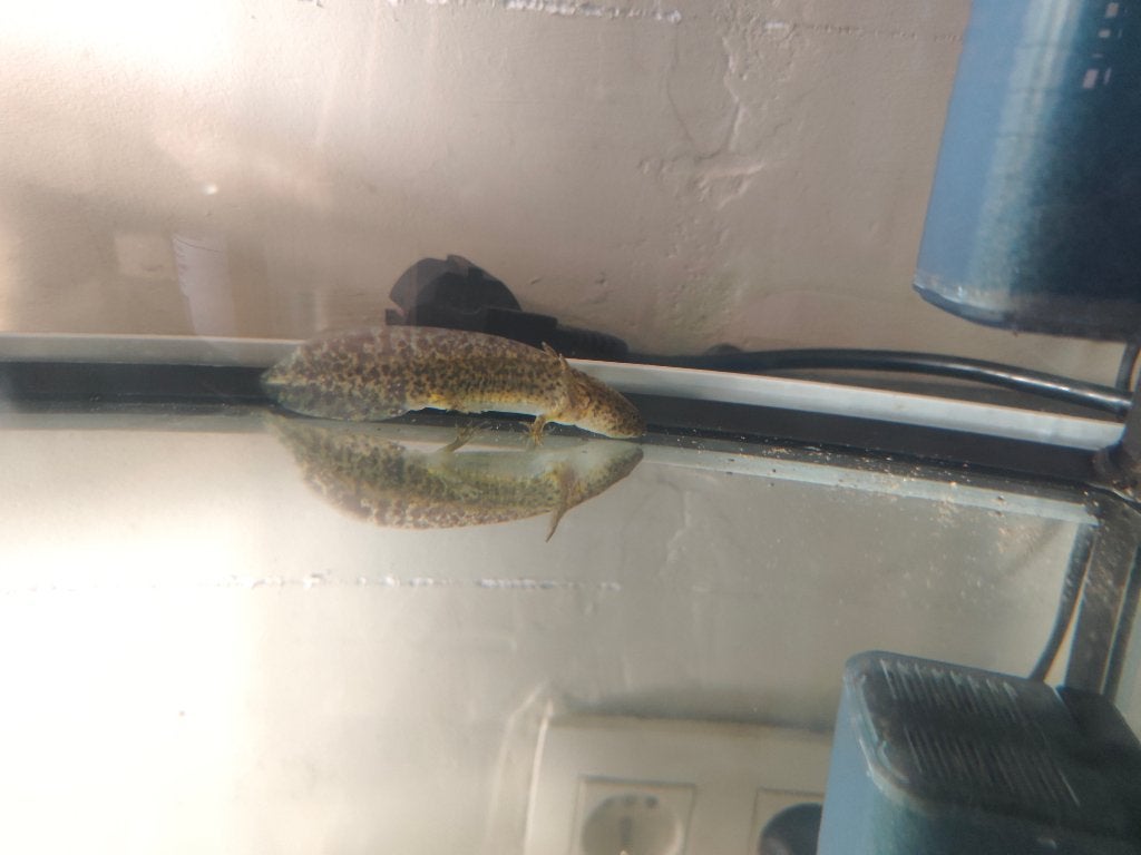 Axolotl's, Animaux & Accessoires, Reptiles & Amphibiens, Amphibien, 0 à 2 ans