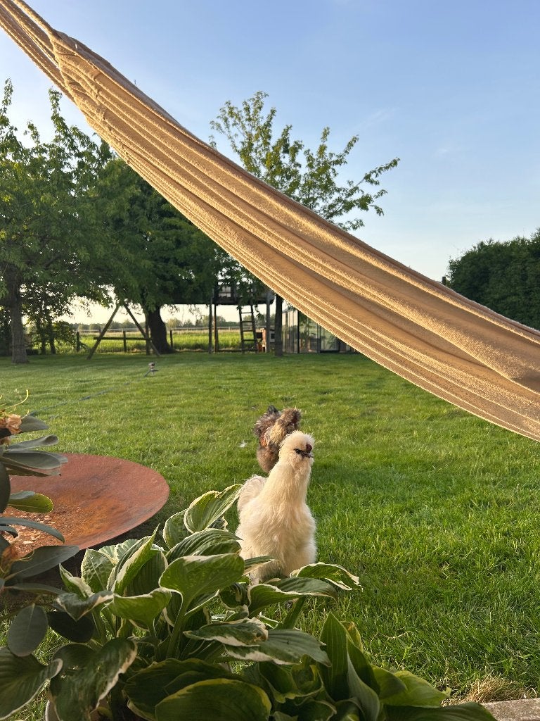 Wit haantje zijdehoen, Dieren en Toebehoren, Pluimvee, Kip, Mannelijk