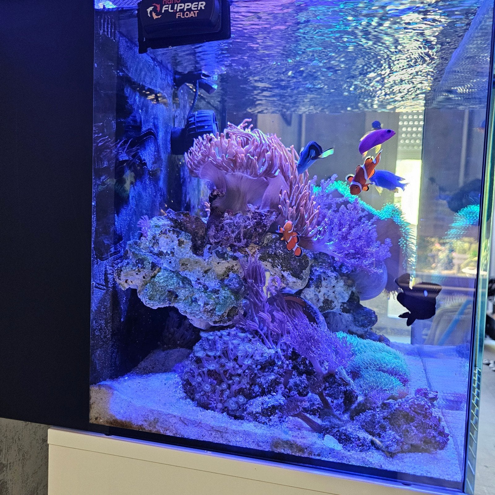 Compleet zeewateraquarium – koralen, vissen & uitrusting, Dieren en Toebehoren, Ophalen, Inclusief vissen, Tunze