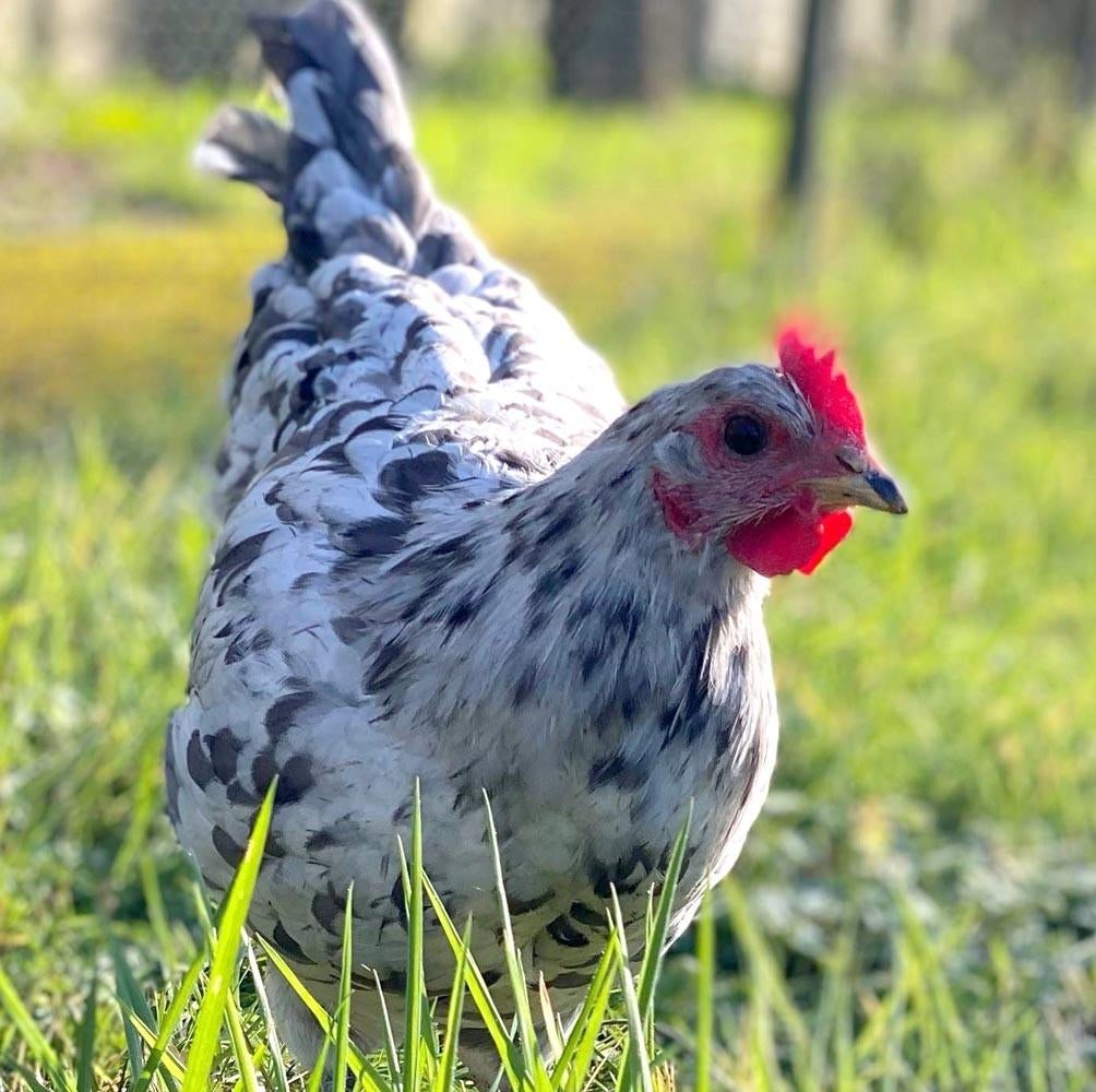 Silverudds blå broedeieren, zeldzaam ras, blauwgroene eitjes, Dieren en Toebehoren, Pluimvee