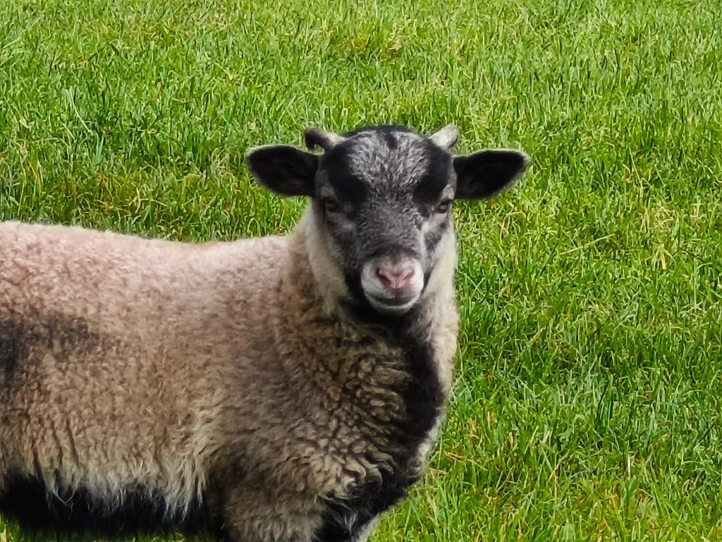 Shetland lammeren, Dieren en Toebehoren