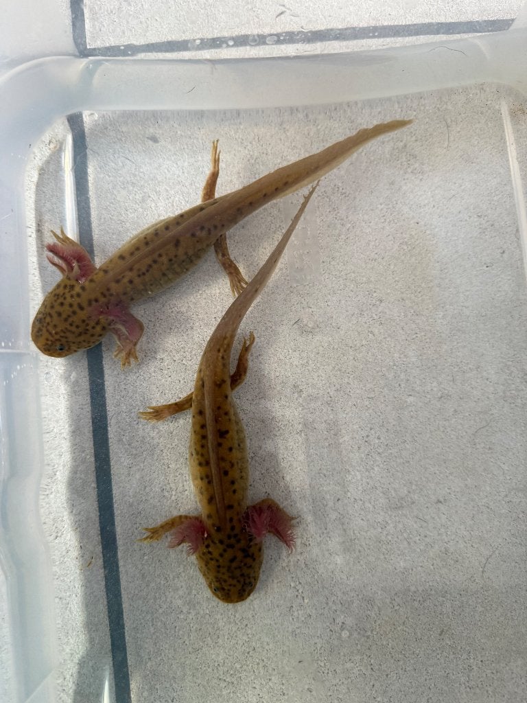 Spotted copper axolotls, Animaux & Accessoires