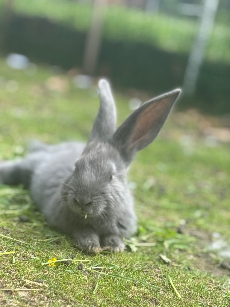 Vlaamse reuzen, Dieren en Toebehoren, Konijnen, Meerdere dieren, Groot, 0 tot 2 jaar