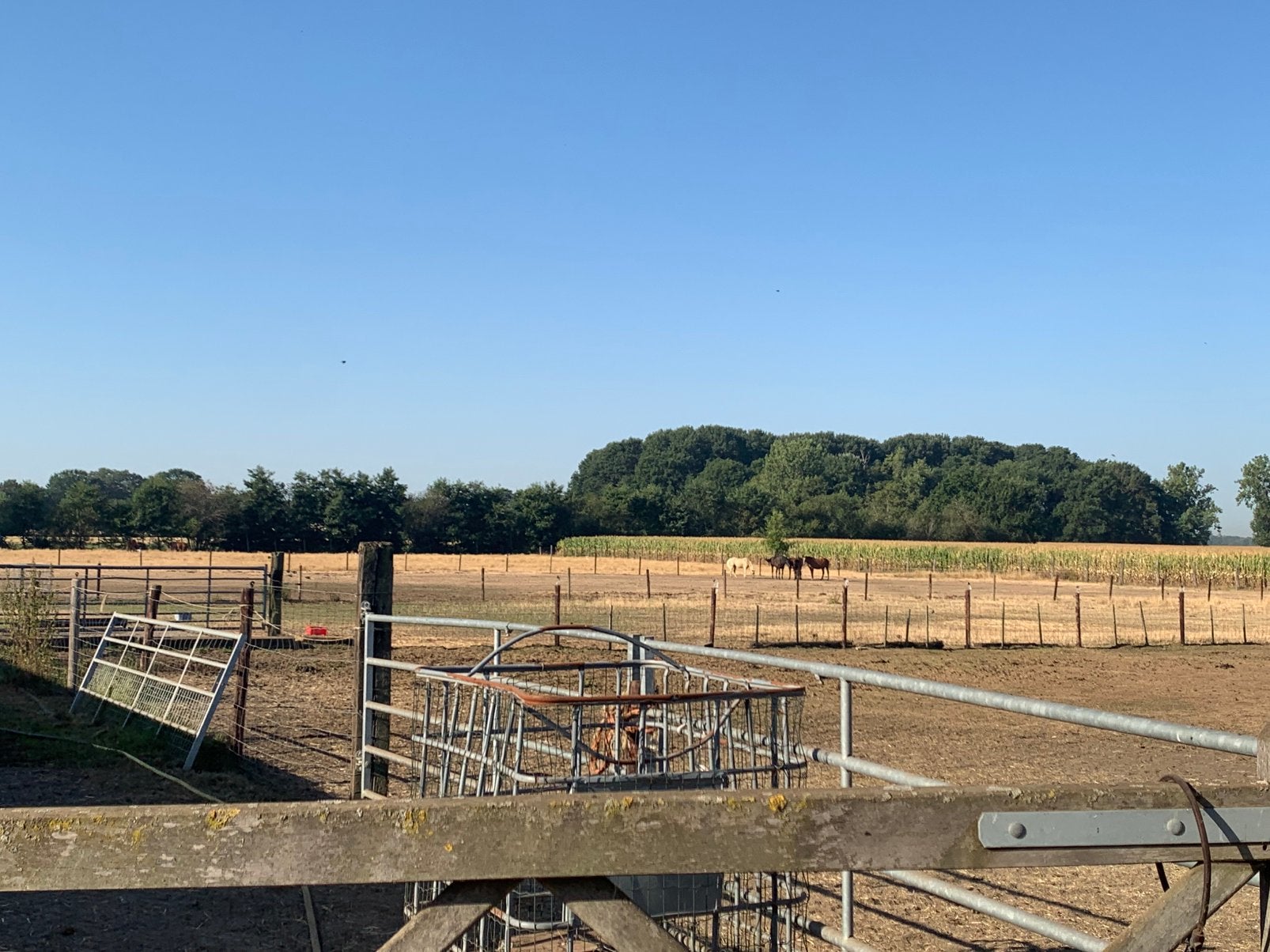 Gezocht: lief paard via huurkoop, Dieren en Toebehoren, Paarden, Merrie, M