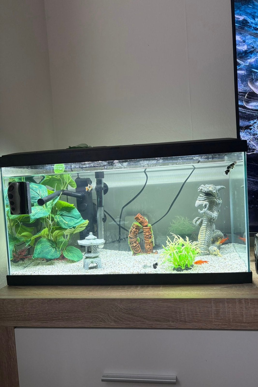 Aquarium, Dieren en Toebehoren, Ophalen, Zo goed als nieuw, Filter, JBL