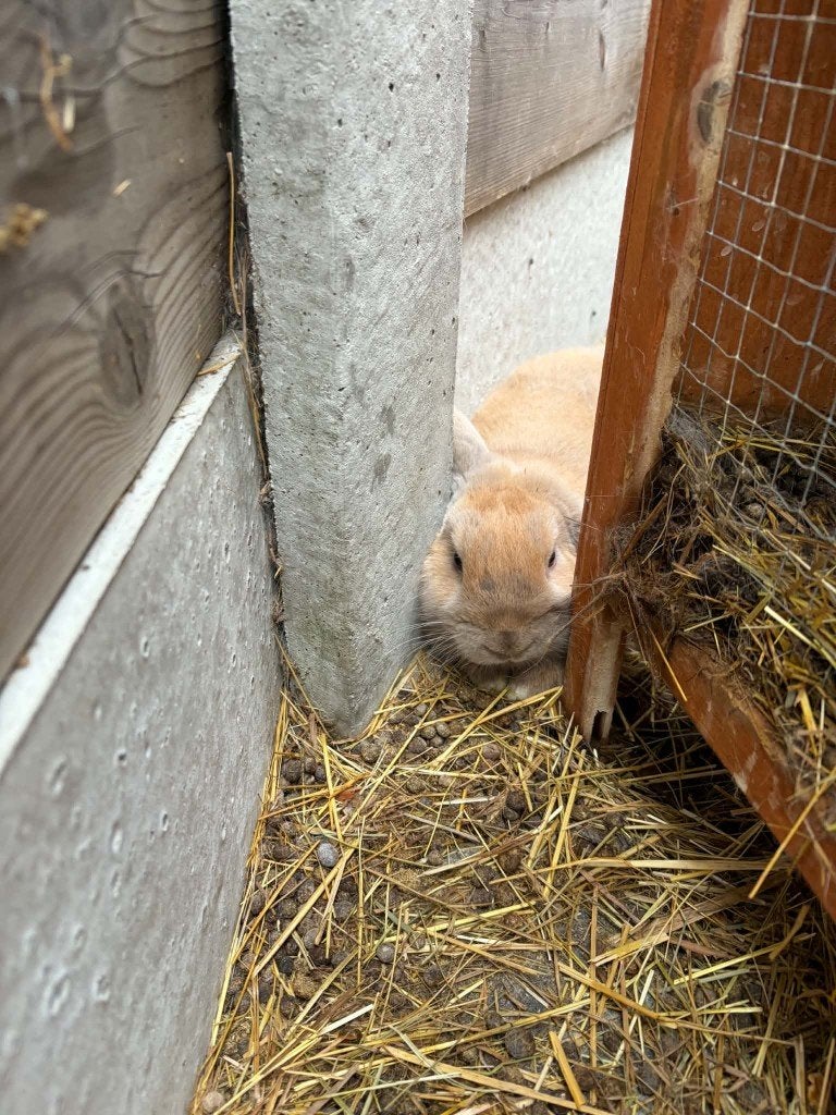 Minilops en forme de lapin, Plusieurs animaux, Nain, Oreilles tombantes, 0 à 2 ans