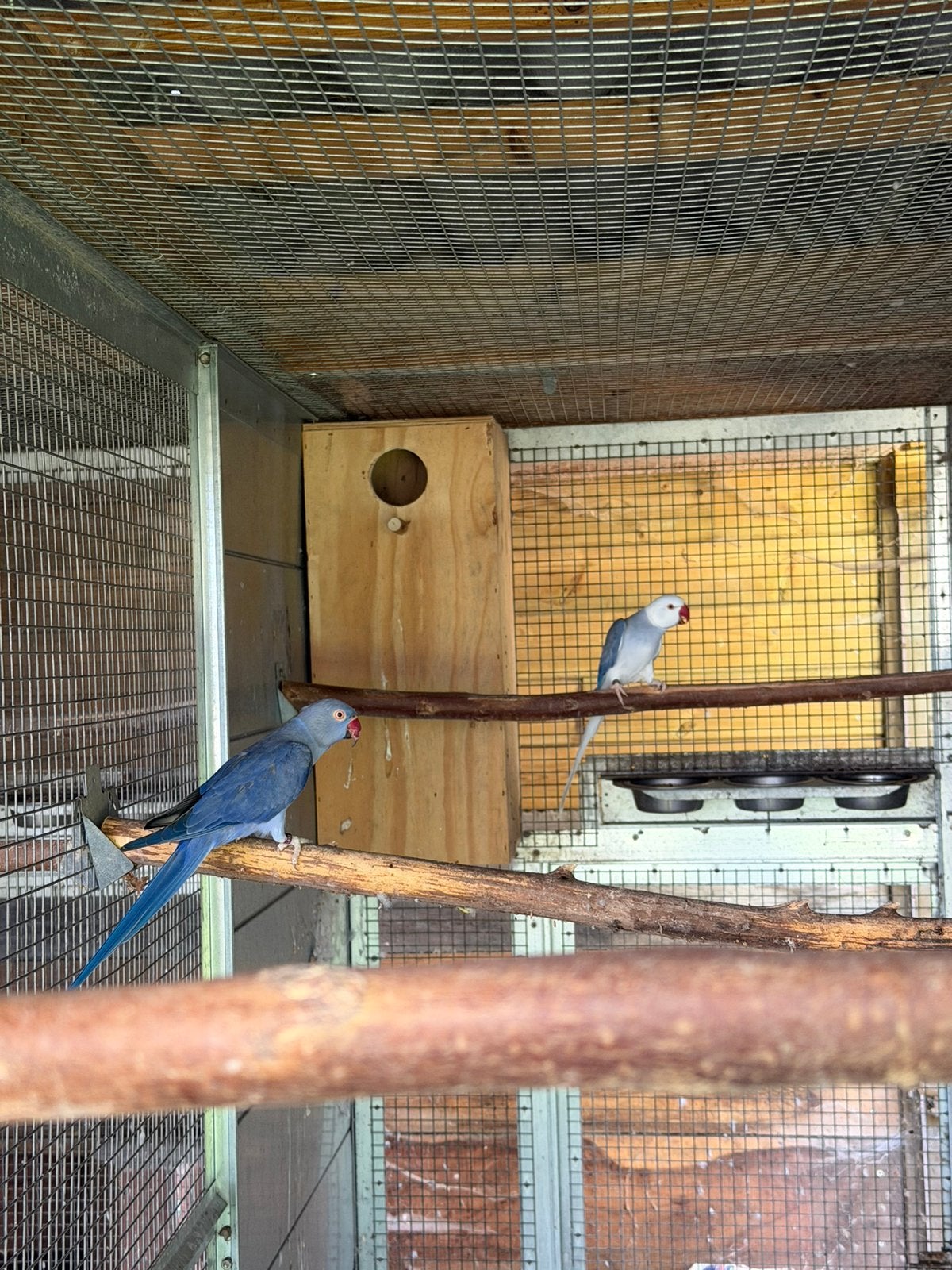 Kweek koppels halsbandparkieten, Meerdere dieren, Parkiet, Geringd