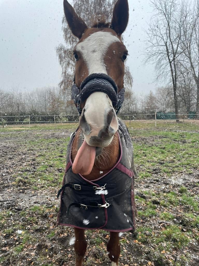 Lieve Volbloed, Dieren en Toebehoren, Paarden, Met stamboom, Ruin, Zadelmak, 160 tot 165 cm