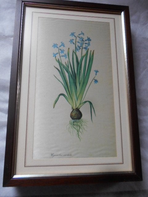 bloemen op zijde, 6 kaders, Ophalen of Verzenden