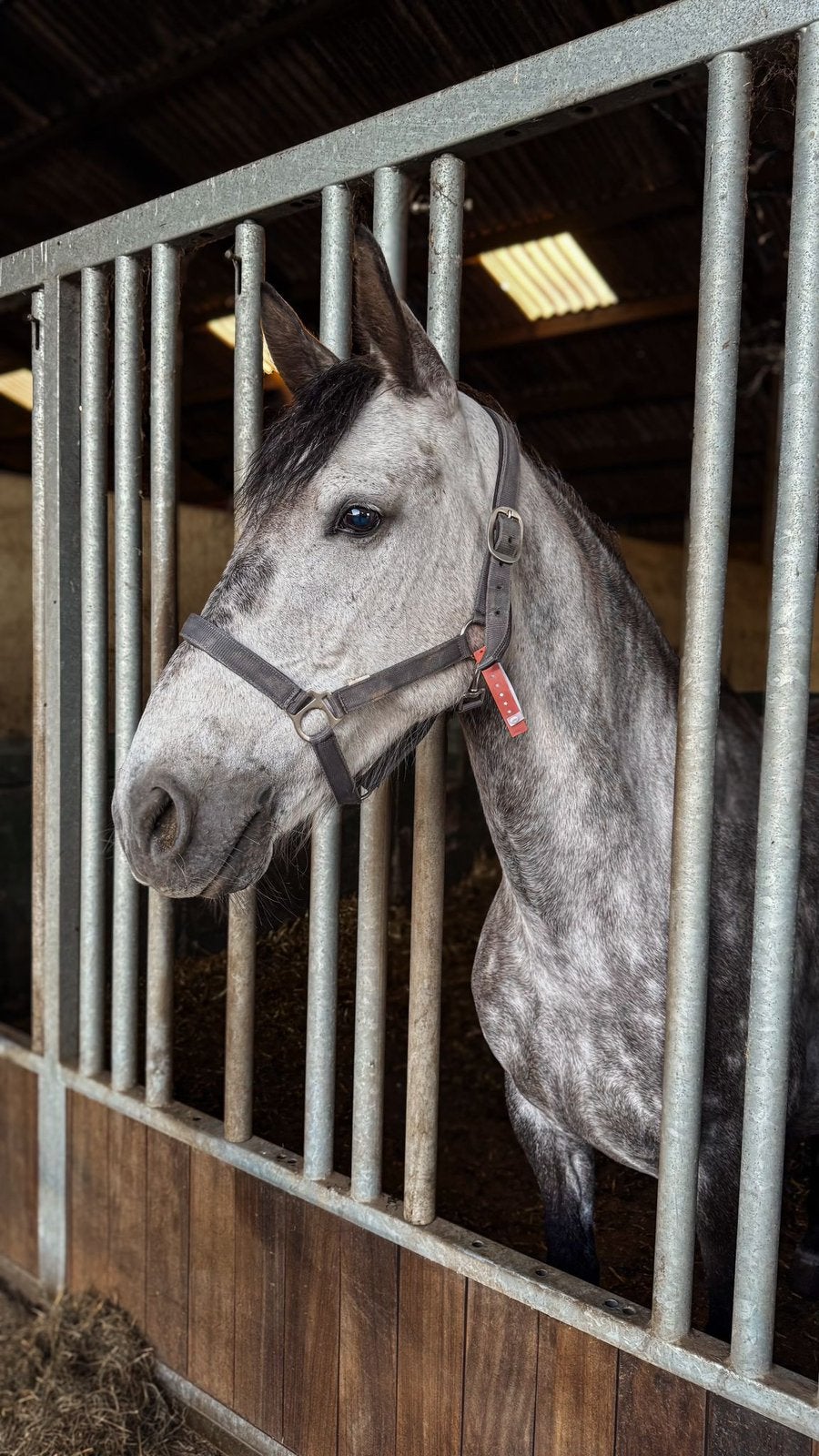 D pony, Dieren en Toebehoren, Paarden, Minder dan 160 cm, Zadelmak, 7 tot 10 jaar, Recreatiepaard