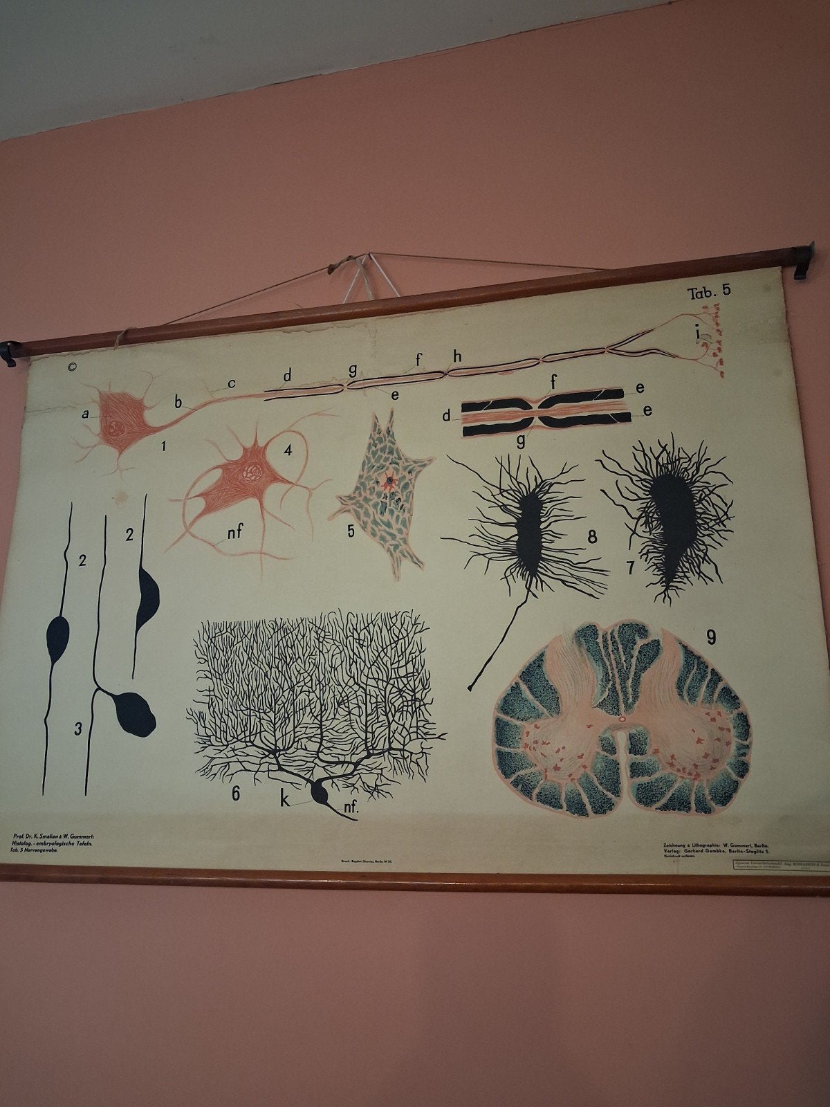 Vintage antieke schoolplaat 'cellen', Vintage, Ophalen
