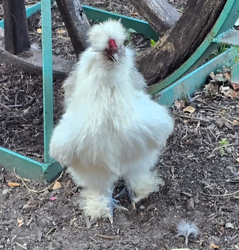 Jonge zijdehoen haan, Mâle, Poule ou poulet